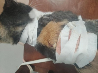 猫坚强，生命之光的奇迹与不屈精神