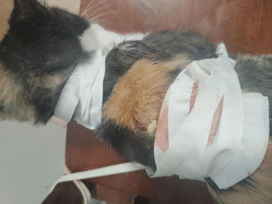 猫坚强，生命之光的奇迹与不屈精神